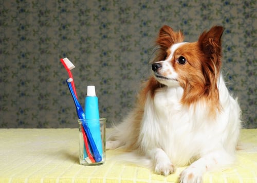 Image of a dog getting its teeth brushed, highlighting the importance of dental hygiene for dogs.