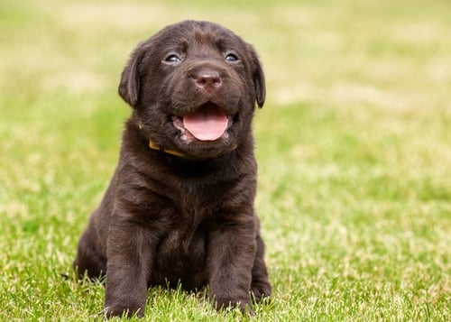 Image of a smiling person playing with a lively puppy in a garden, showcasing a joyful puppyhood.