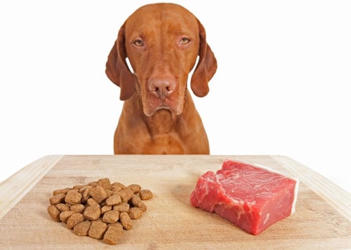Dog choosing between raw dog food and kibble dog food
