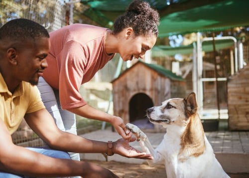 Dog Adopting