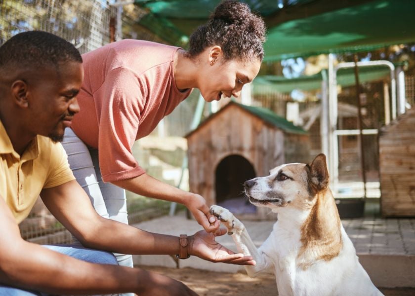 Dog Adopting