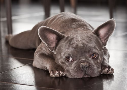 Picture of a cute french bulldog