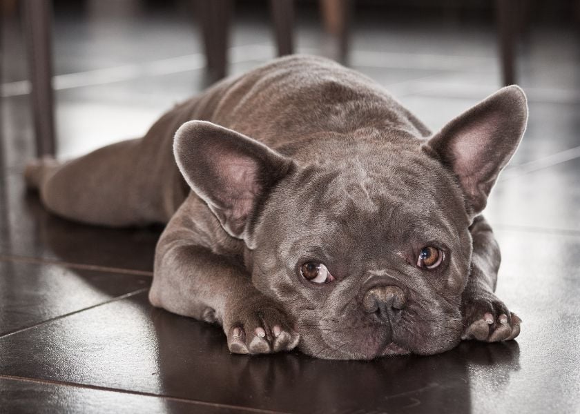 Picture of a cute french bulldog