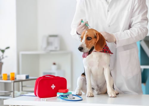 Pet nutrition supplements for dog