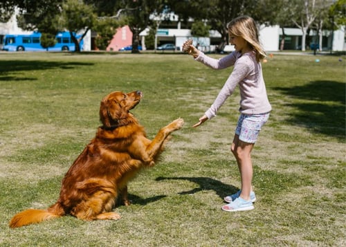 dog playing