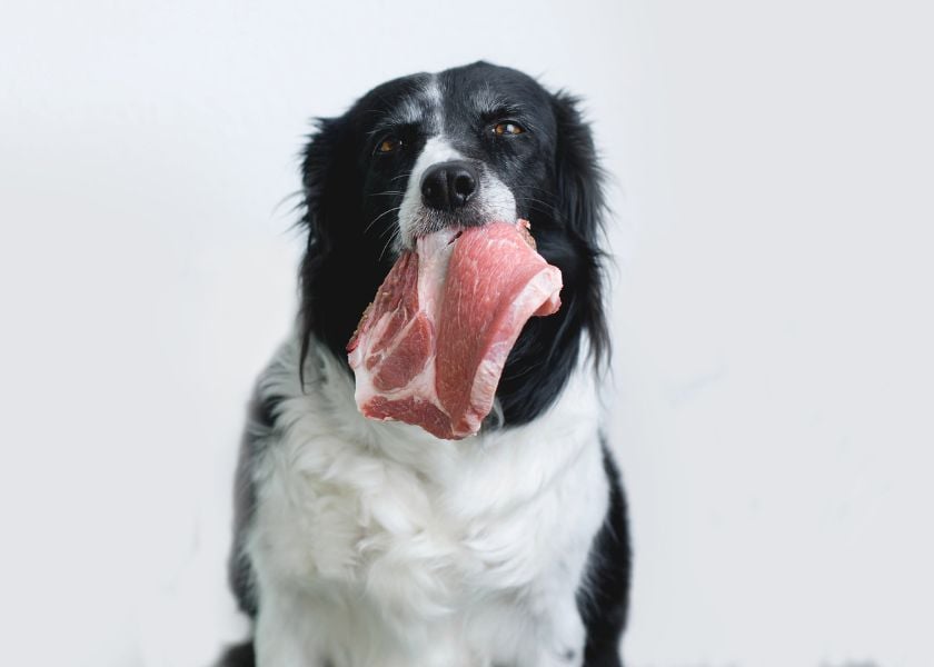 Decoding Dog Body Language-1