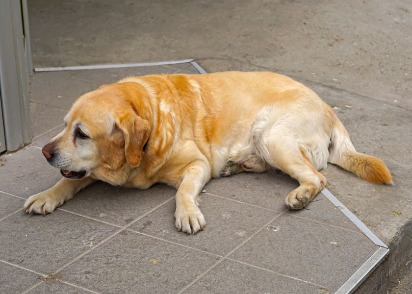 Keep Your Dogs Coat In Top Condition (1)-1