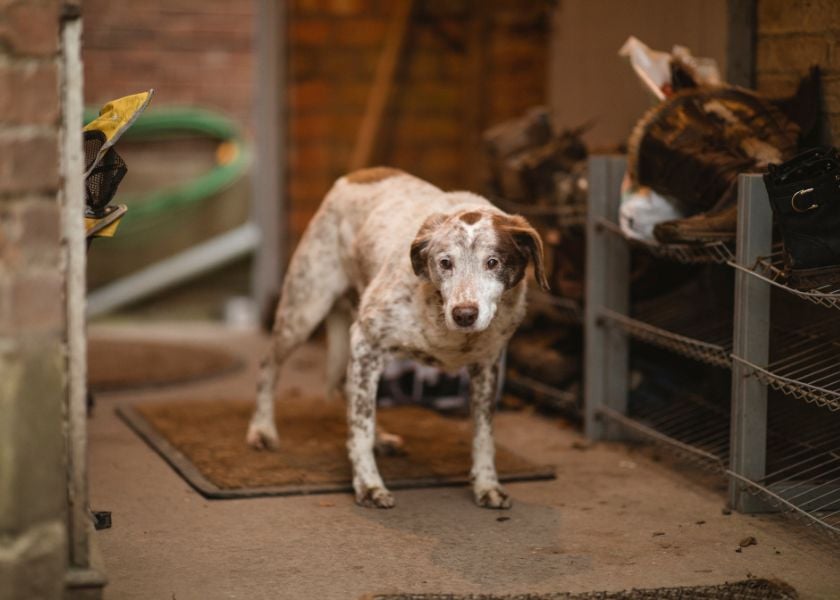 Keep Your Dogs Coat In Top Condition (3)-1
