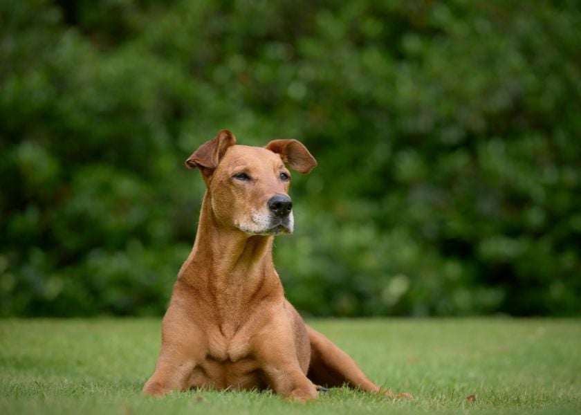 Keep Your Dogs Coat In Top Condition (4)-1