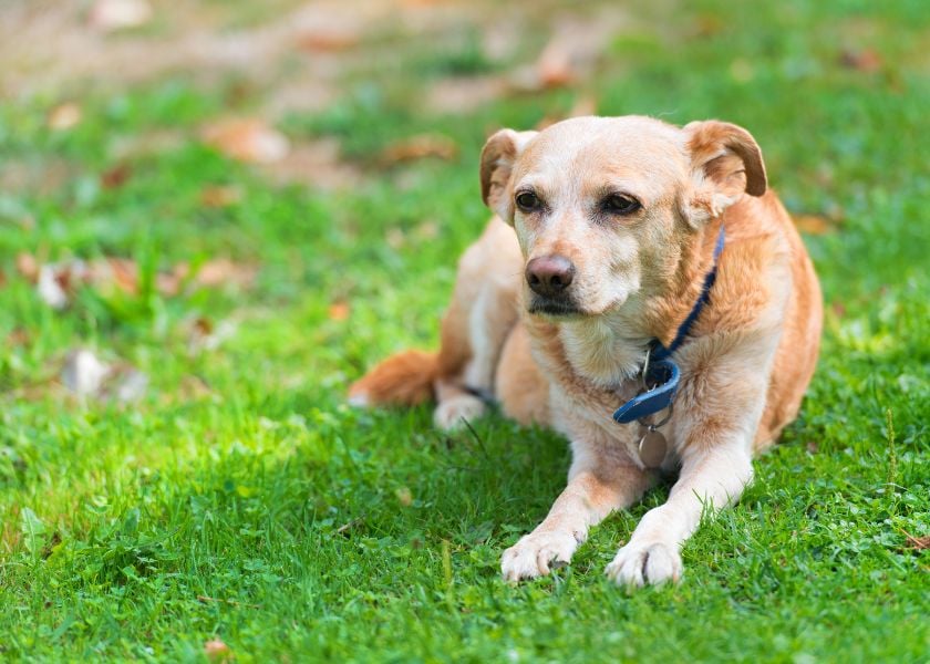 Keep Your Dogs Coat In Top Condition-3