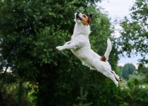 dog playing