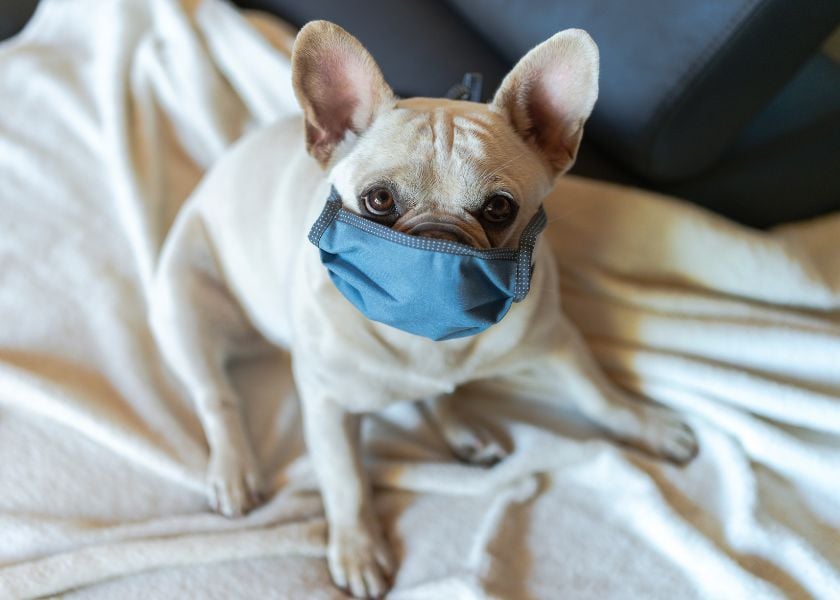 Mellow Perro Blog Articles Photo (840 x600) (10)-1