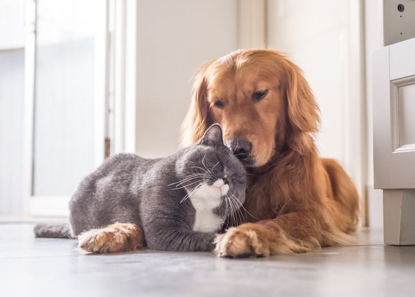 Mellow Perro Blog Articles Photo (840 x600) (11)