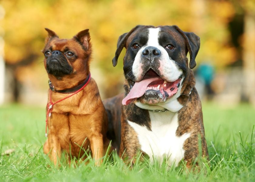 Mellow Perro Blog Articles Photo (840 x600) (2)-1