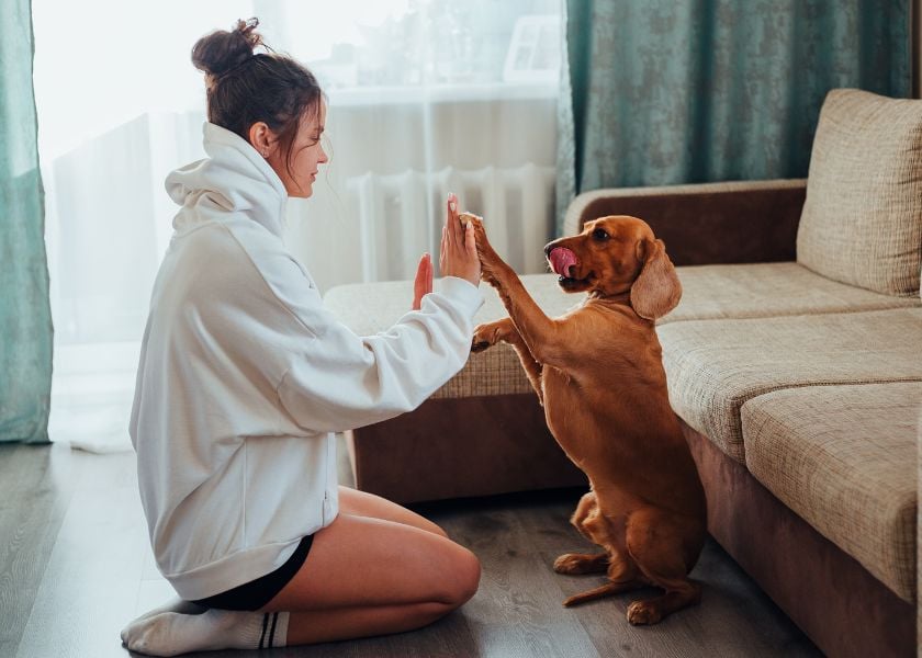 Mellow Perro Blog Articles Photo (840 x600) (2)-2