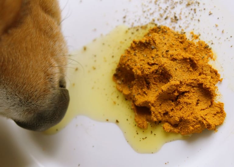 Mellow Perro Blog Articles Photo (840 x600) (2)-3