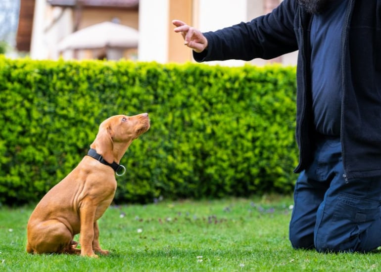 Mellow Perro Blog Articles Photo (840 x600) (3)-1