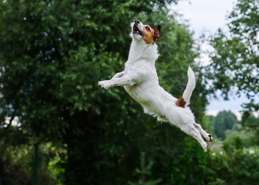 Mellow Perro Blog Articles Photo (840 x600) (5)-1