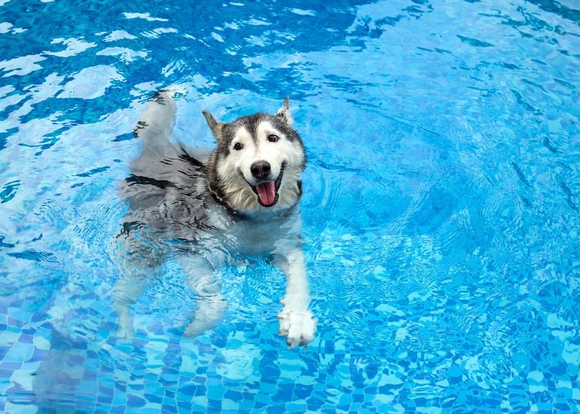 Mellow Perro Blog Articles Photo (840 x600) (6)-1
