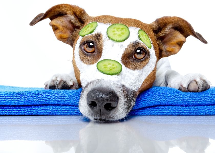 Mellow Perro Blog Articles Photo (840 x600) (9)-1