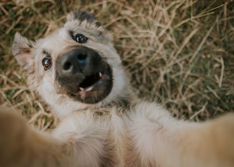 Mellow Perro Blog Articles Photo (840 x600)-1