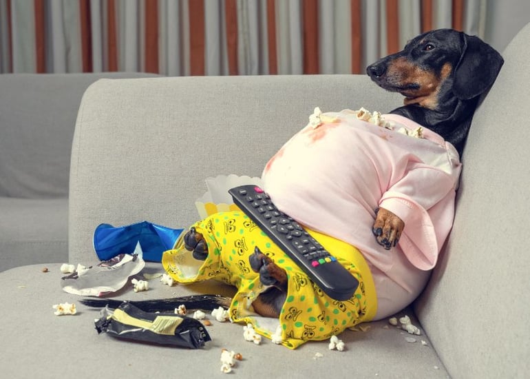 Mellow Perro Blog Articles Photo (840 x600)-3