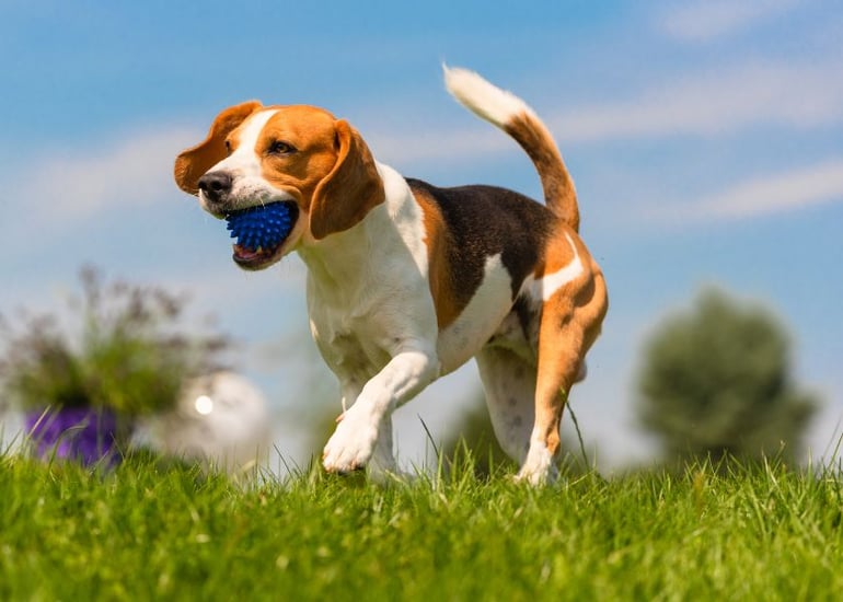 Mellow Perro Blog Articles Photo (840 x600)-4