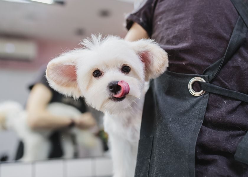 Mellow Perro Blog Articles Photo (840 x600)-Oct-15-2023-01-14-29-6555-AM