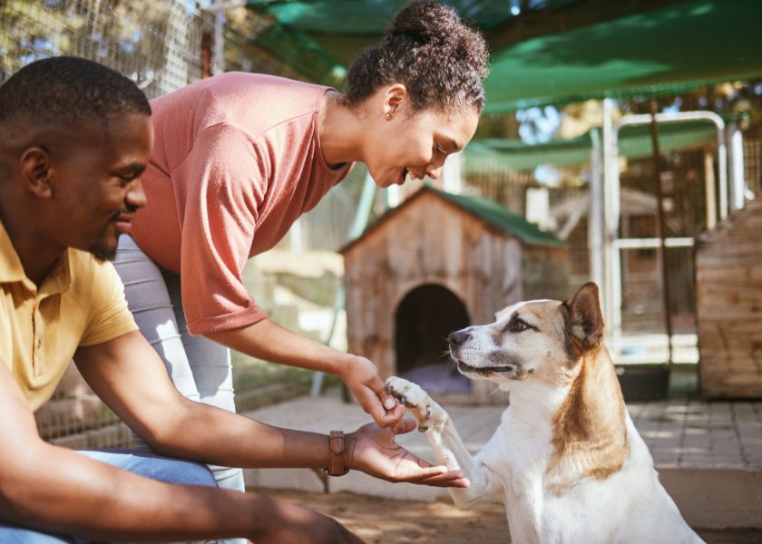 Dog Adopting